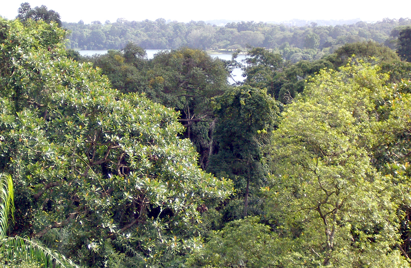 MacRitchie Forest affected