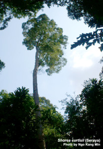 Seraya Tree